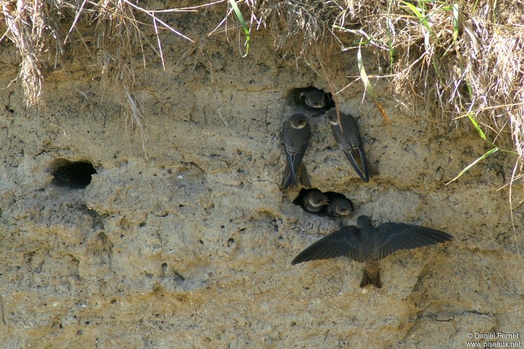 Hirondelle de rivage, identification, Nidification