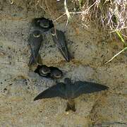 Sand Martin