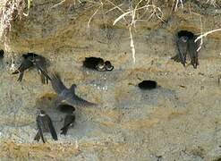 Sand Martin