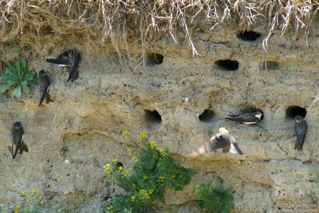 Sand Martin, identification, Reproduction-nesting, Behaviour