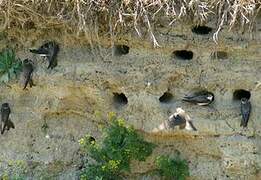 Sand Martin