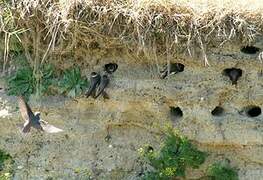 Sand Martin