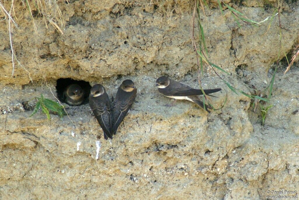 Hirondelle de rivage, identification, Nidification