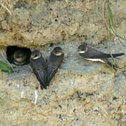 Sand Martin