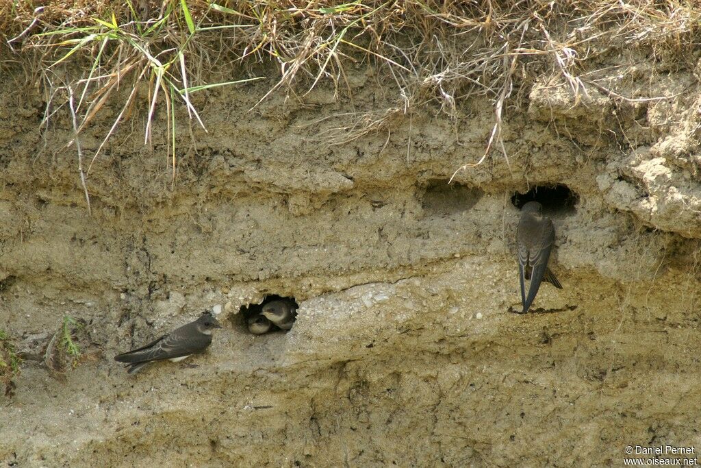 Sand Martin, identification, Reproduction-nesting