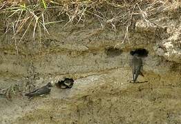 Sand Martin