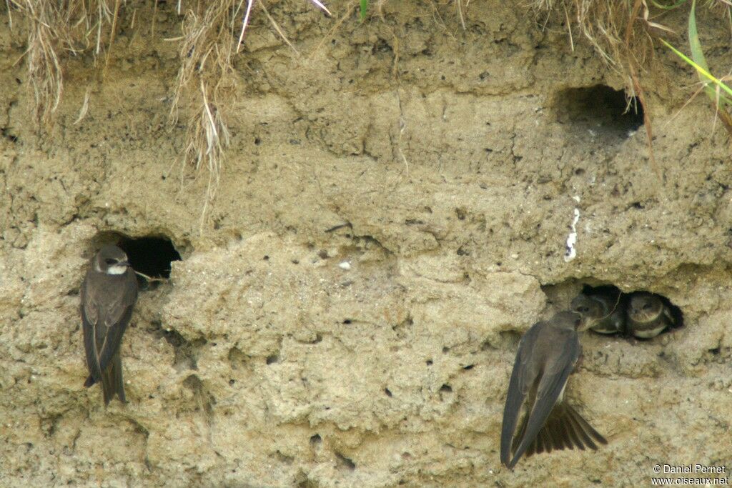 Hirondelle de rivage, identification, Nidification, Comportement