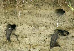 Sand Martin