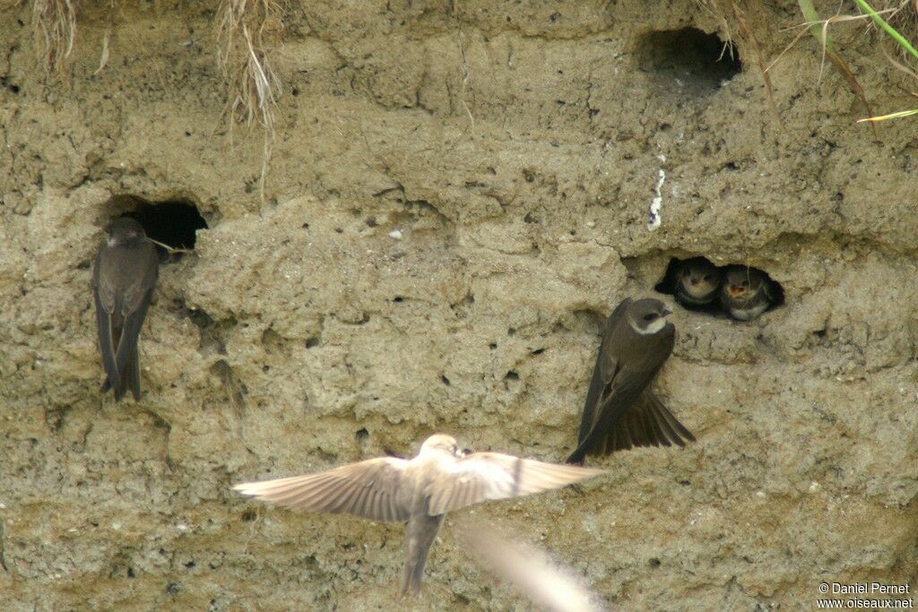 Hirondelle de rivage, identification, Nidification, Comportement