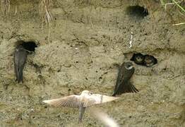 Sand Martin