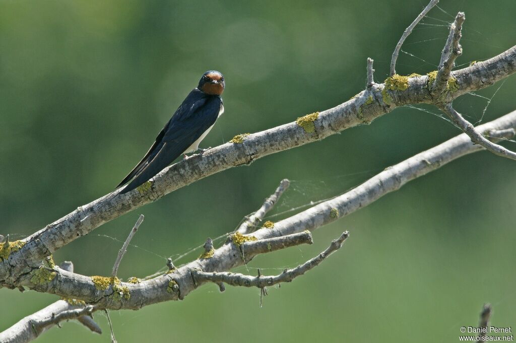 Barn Swallowadult, identification