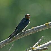 Barn Swallow