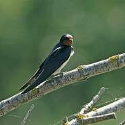 Barn Swallow