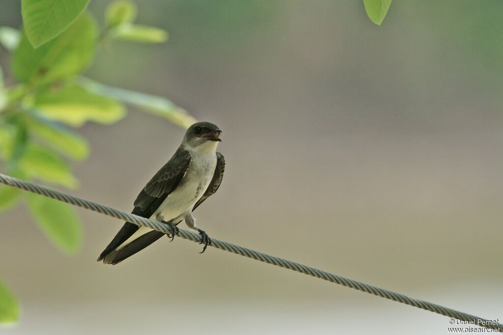 Brown-chested Martinadult, identification, Behaviour