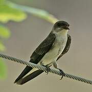 Brown-chested Martin