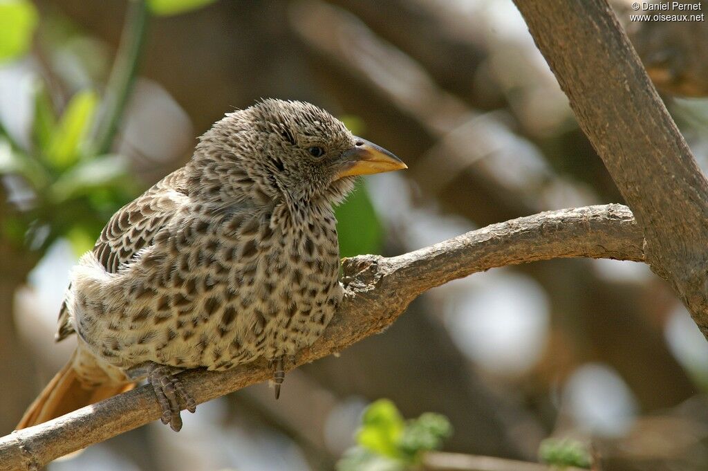 Rufous-tailed Weaverjuvenile, identification