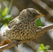 Rufous-tailed Weaver