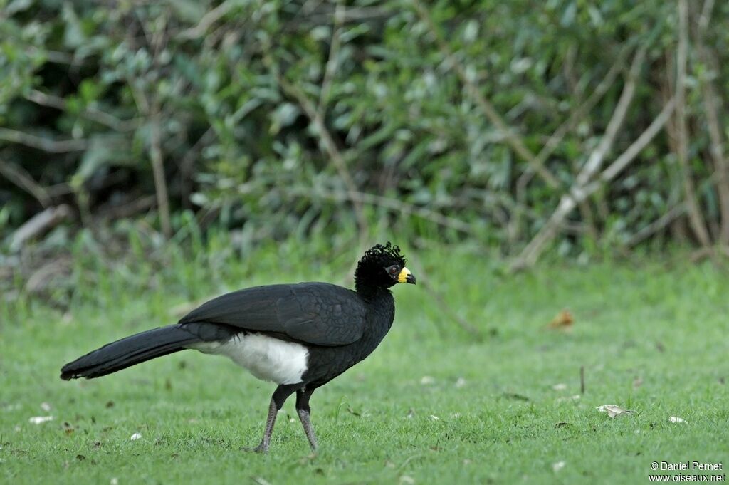 Bare-faced Curassow male adult, identification