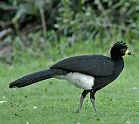 Bare-faced Curassow