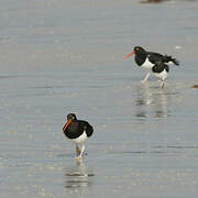 Magellanic Oystercatcher