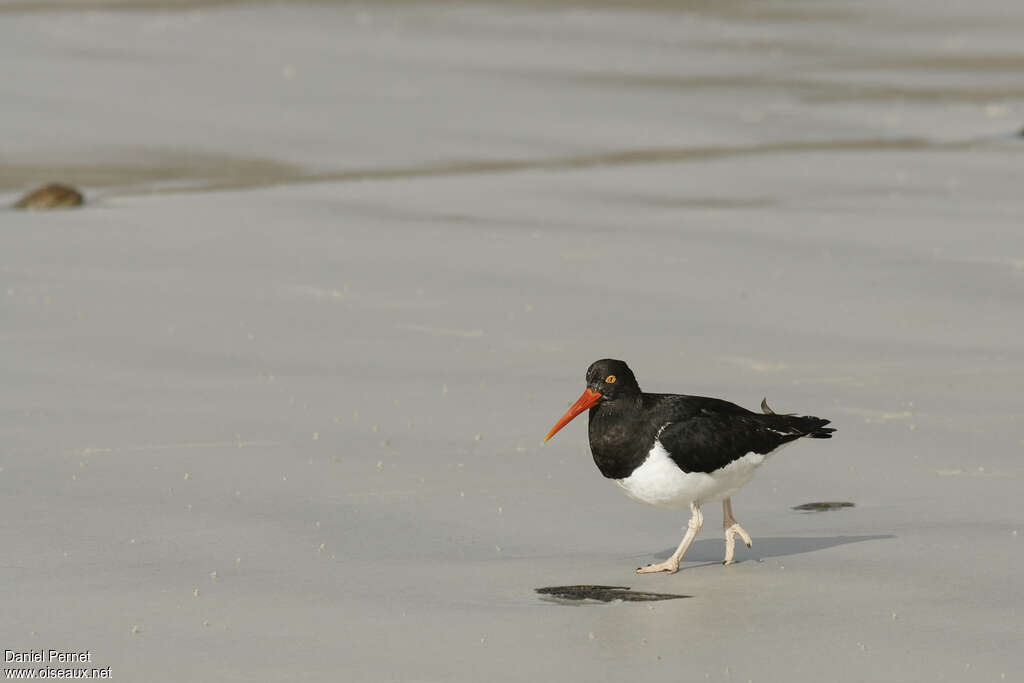 Magellanic Oystercatcheradult, identification, walking