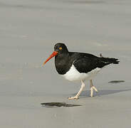 Magellanic Oystercatcher