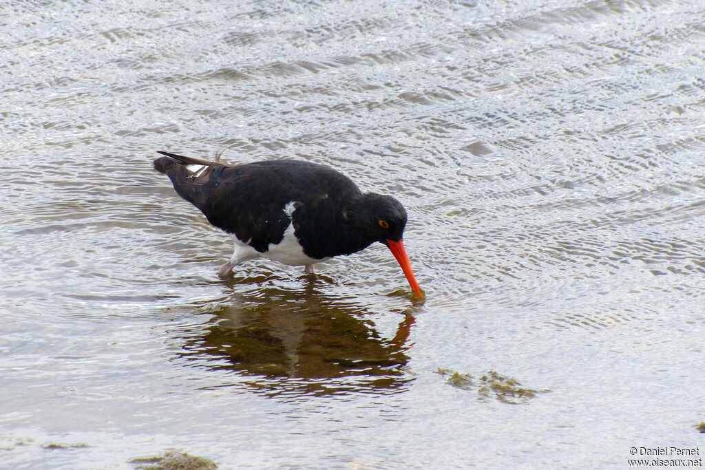 Magellanic Oystercatcheradult, walking, fishing/hunting