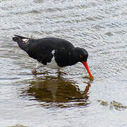 Magellanic Oystercatcher