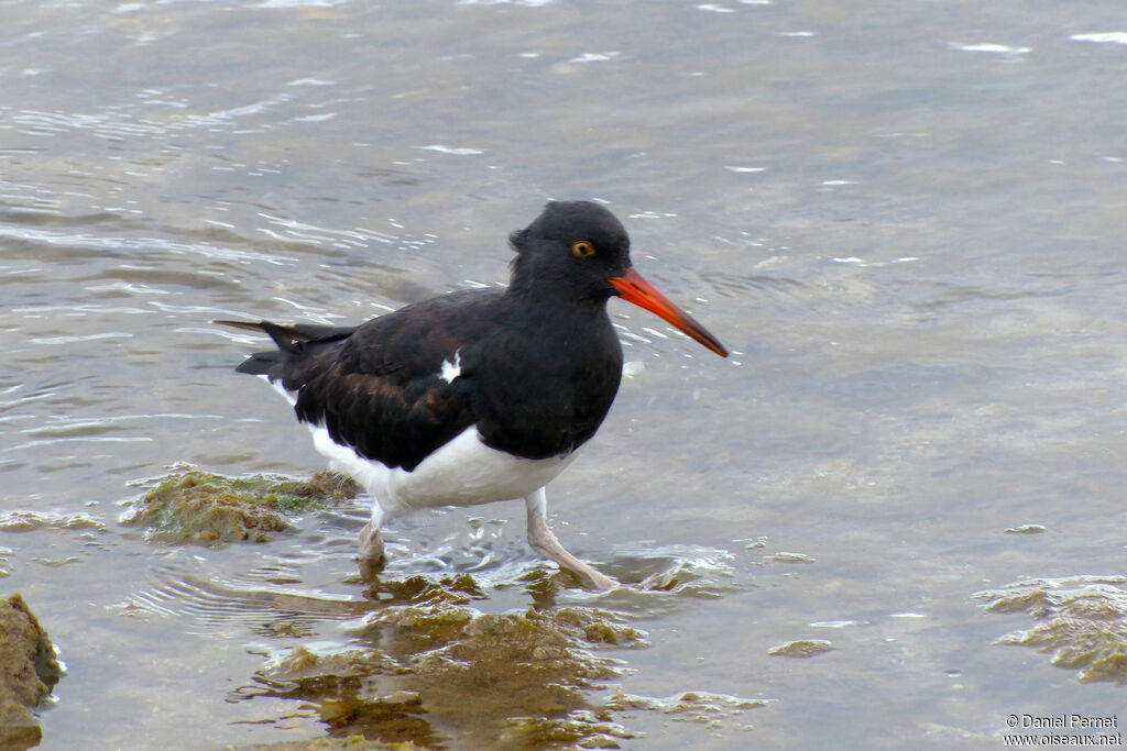 Magellanic Oystercatcheradult, walking