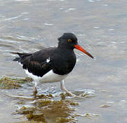 Magellanic Oystercatcher