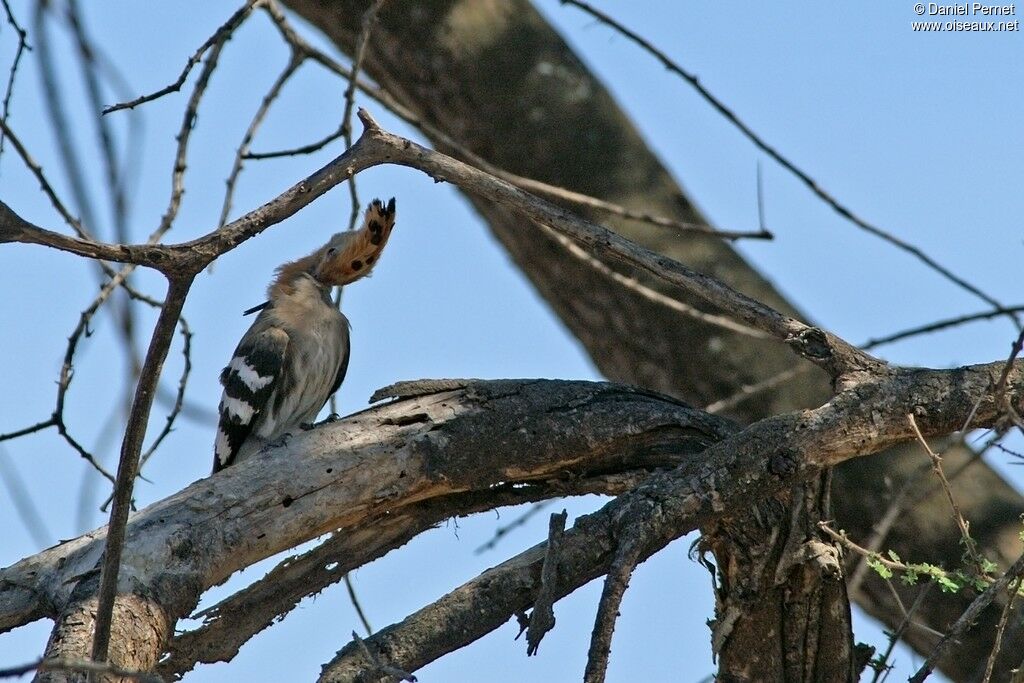 Huppe d'Afrique femelle adulte, identification