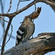 African Hoopoe