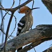 African Hoopoe