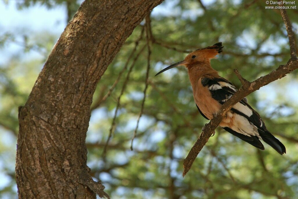 Huppe d'Afrique mâle adulte, identification