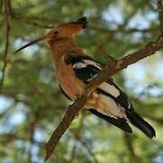 African Hoopoe