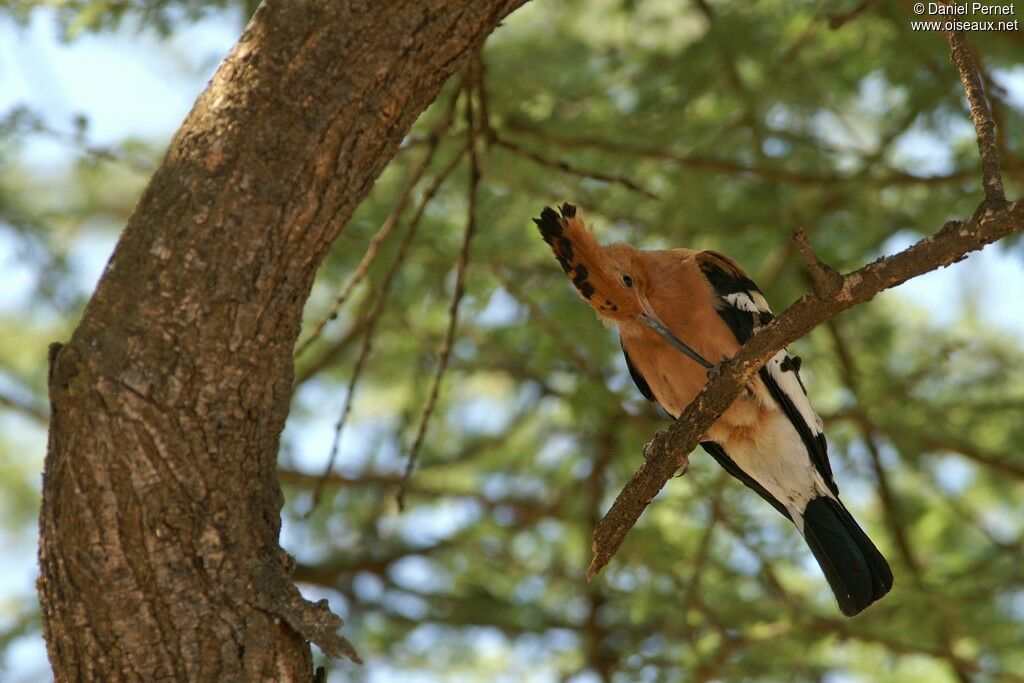 African Hoopoe male adult, identification