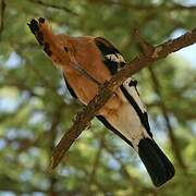 African Hoopoe