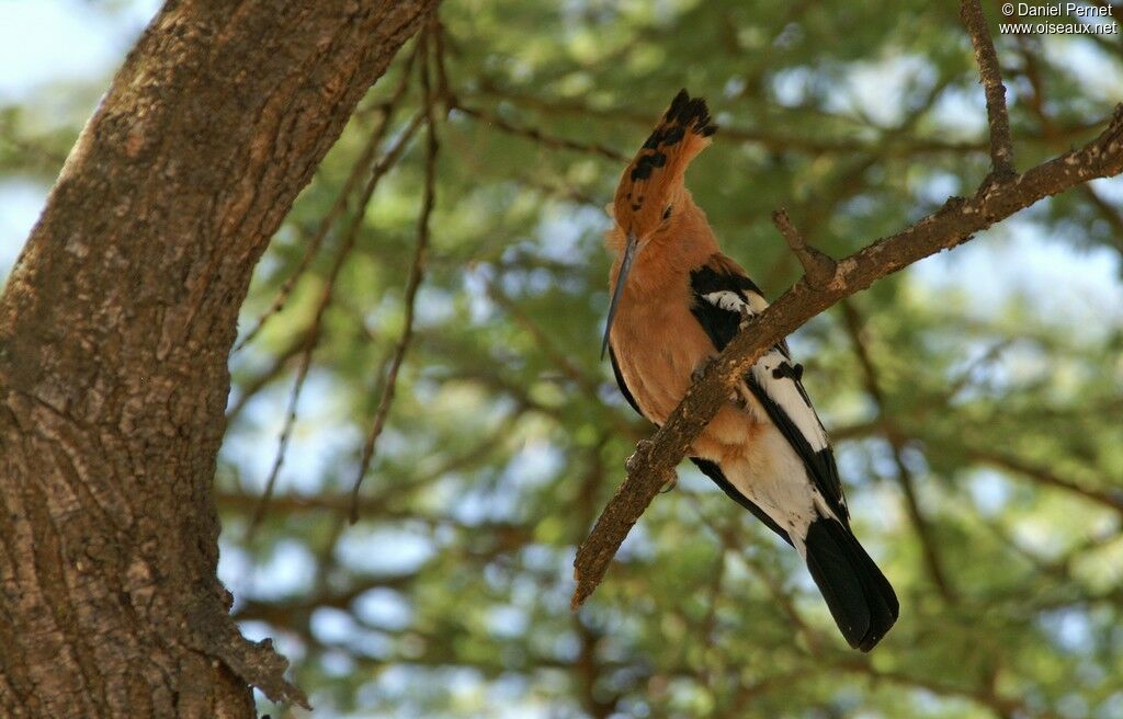 Huppe d'Afrique mâle adulte, identification