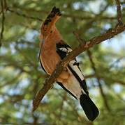 African Hoopoe