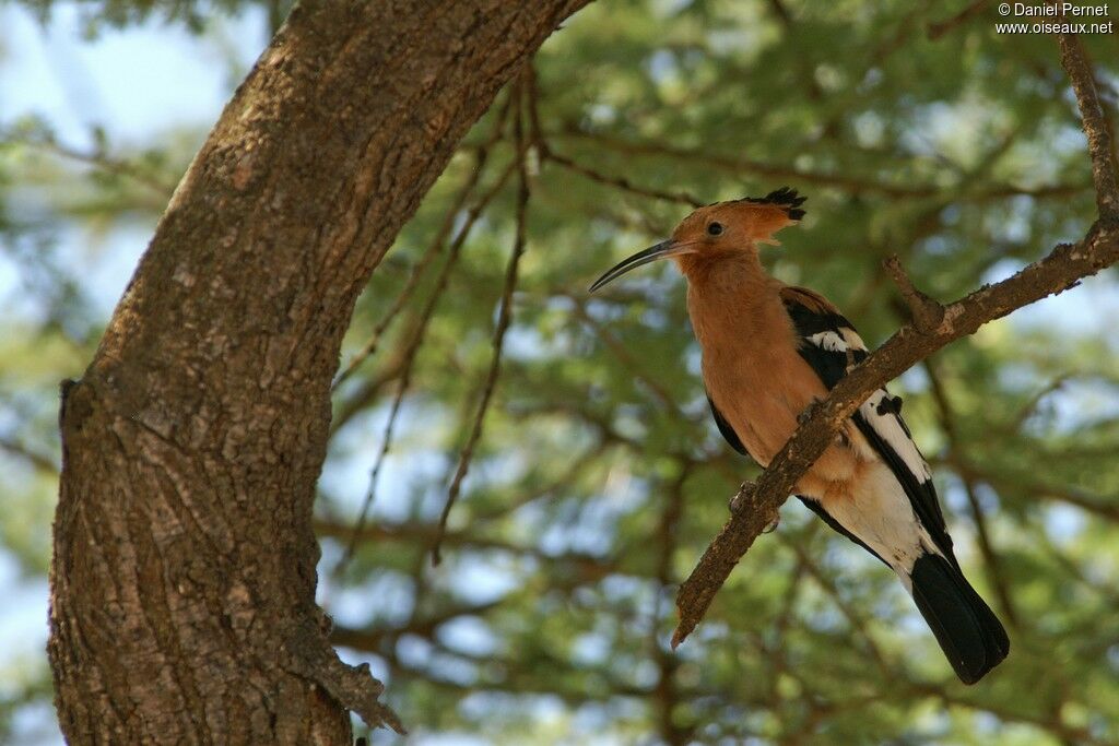 Huppe d'Afrique mâle adulte, identification