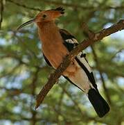 African Hoopoe