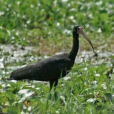 Ibis à face nue