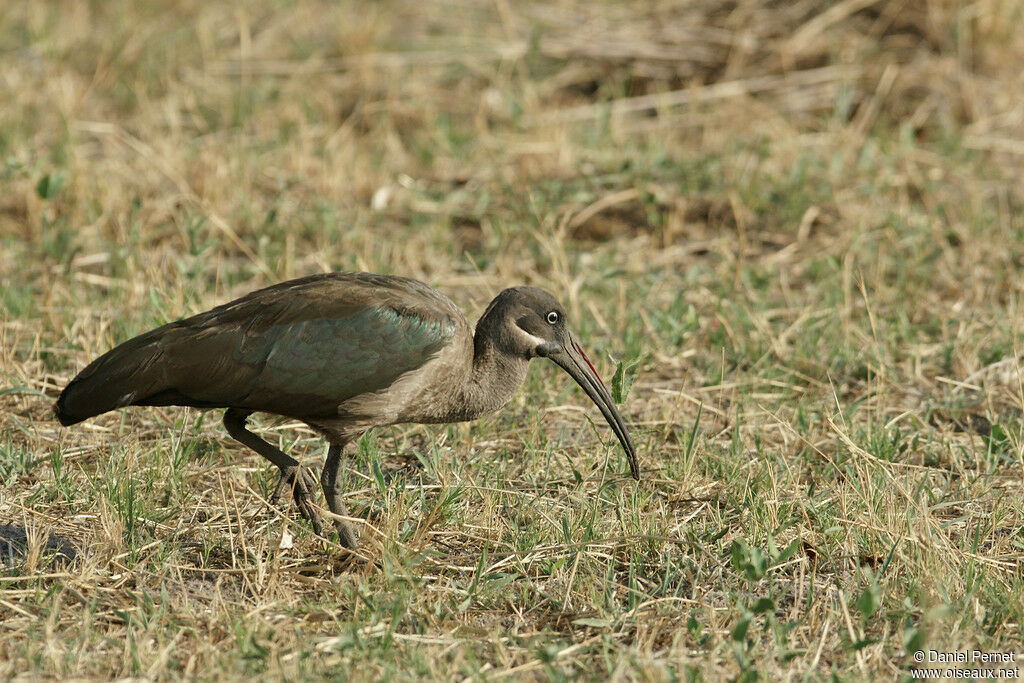 Hadada Ibisadult, identification