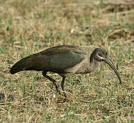 Hadada Ibis