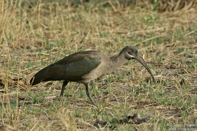 Ibis hagedashadulte, identification