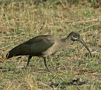 Hadada Ibis