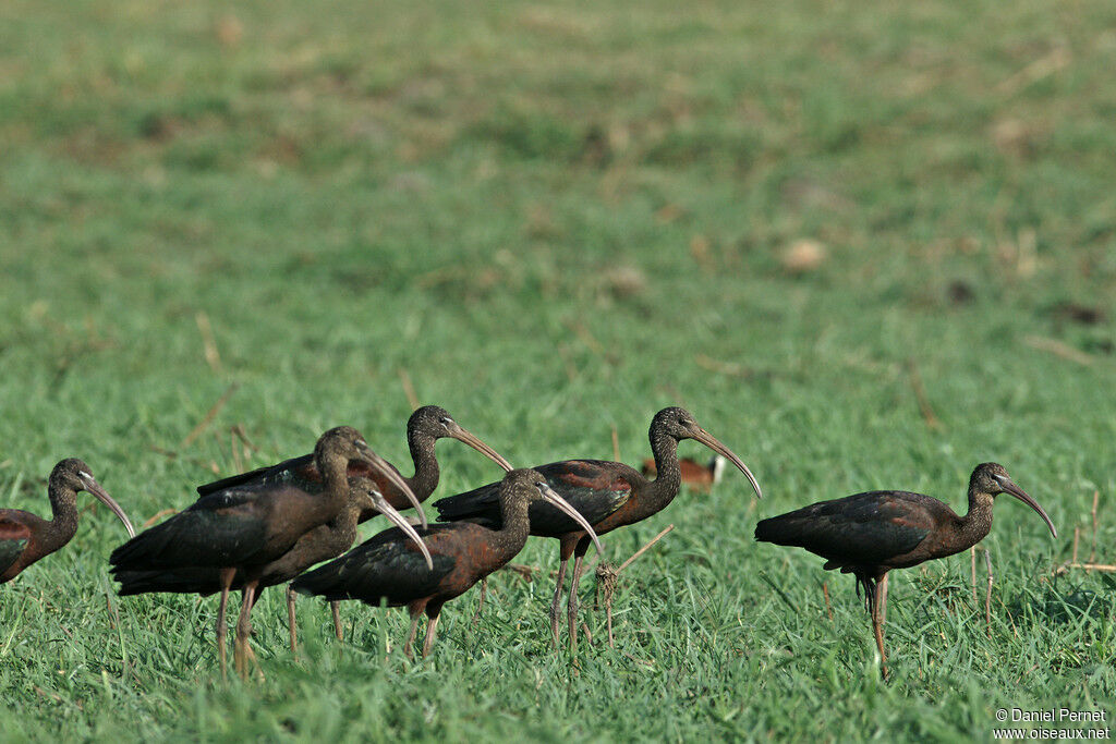 Ibis hagedashadulte, identification