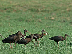 Hadada Ibis