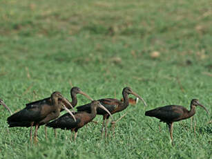 Ibis hagedash