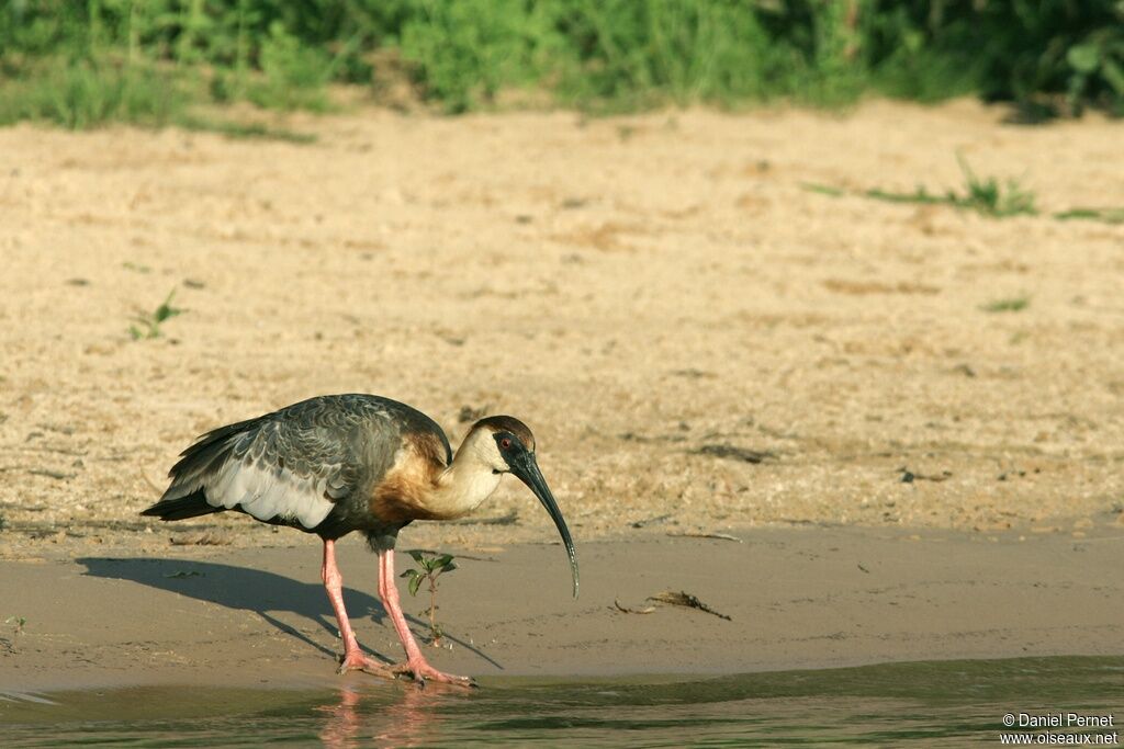 Buff-necked Ibisadult, identification, Behaviour